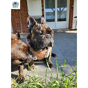 HARNAIS VESTE EDOUARD POUR BOULEDOGUE FRANCAIS MILK AND PEPPER