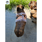 HARNAIS VESTE EDOUARD POUR BOULEDOGUE FRANCAIS MILK AND PEPPER