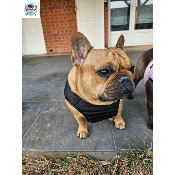 HARNAIS VESTE MUSHER NOIR BOULEDOGUE FRANCAIS