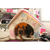 MAISON PAPILLON POUR BOULEDOGUE