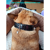 COLLIER COCO NOIR POUR BOULEDOGUE