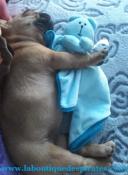 DOUDOU ROSE OU BLEU POUR CHIOTS BOULIS