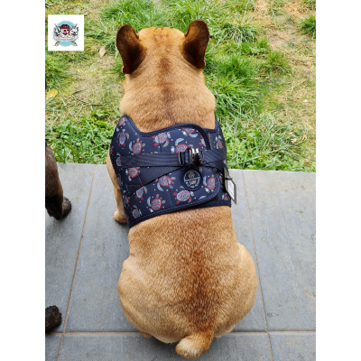 HARNAIS VESTE TORTUE MARINE POUR BOULEDOGUE