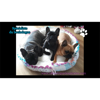 NID PAPILLON POUR BOULEDOGUE