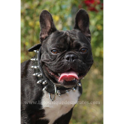 COLLIER ROCK ATTITUDE POUR BOULEDOGUE