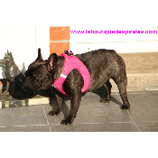 HARNAIS VESTE CURLI FUSHIA BOULEDOGUE