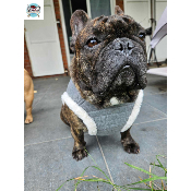 HARNAIS VESTE IVAR MILK AND PEPPER POUR BOULEDOGUE