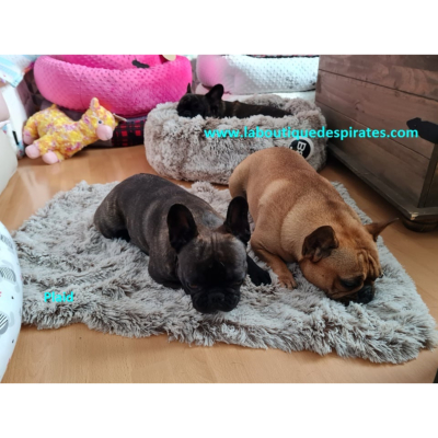 PLAID PILOU POUR BOULEDOGUE