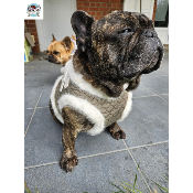 HARNAIS VESTE CLARICE POUR BOULEDOGUE FRANCAIS MILK AND PEPPER