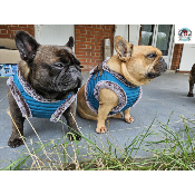 HARNAIS VESTE DAMON POUR BOULEDOGUE FRANCAIS MILK AND PEPPER