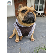 HARNAIS VESTE MERYL POUR BOULEDOGUE FRANCAIS MILK AND PEPPER