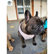 HARNAIS VESTE MUSHER ROSE BOULEDOGUE FRANCAIS