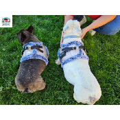 HARNAIS VESTE JUDY POUR BOULEDOGUE FRANCAIS MILK AND PEPER