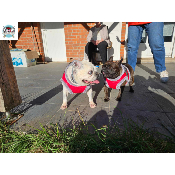 HARNAIS VESTE JULES POUR BOULEDOGUE FRANCAIS MILK AND PEPPER