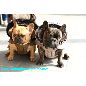 PARKA NAVY BOULEDOGUE MILK & PEPPER