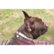 COLLECTION BELLONA POUR BOULEDOGUE