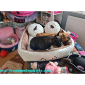 DIVAN PATTES BEIGE CHOCOLAT POUR BOULEDOGUE