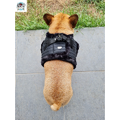 HARNAIS VESTE KURT MILK AND PEPPER POUR BOULEDOGUE