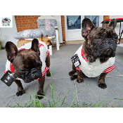 SWEAT SHERPA POUR CHIEN