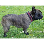 COLLIER GOTHIQUE POUR BOULEDOGUE