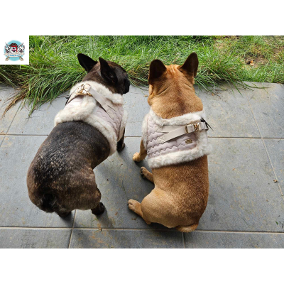 HARNAIS VESTE ANIA POUR BOULEDOGUE FRANCAIS MILK AND PEPPER