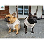 HARNAIS VESTE ANIA POUR BOULEDOGUE FRANCAIS MILK AND PEPPER