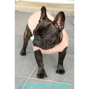PULL COL CLAUDINE POUR BOULEDOGUE
