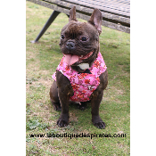 GILET RAFRAICHISSANT ROSE BOULEDOGUE