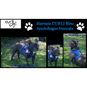 HARNAIS VESTE CURLI BLEU BOULEDOGUE