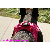 HARNAIS VESTE CURLI FUSHIA BOULEDOGUE