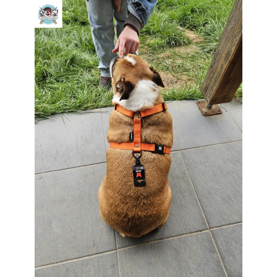 HARNAIS EN H ORANGE BOULEDOGUE ANGLAIS