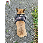 HARNAIS VESTE ASHA POUR BOULEDOGUE FRANCAIS