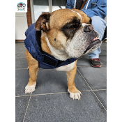 MANTEAU COSTAUD MARINE SPECIAL BOULEDOGUE ANGLAIS