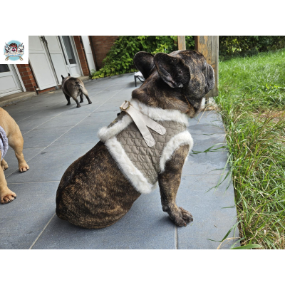 HARNAIS VESTE CLARICE POUR BOULEDOGUE FRANCAIS MILK AND PEPPER