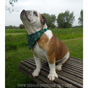 COLLIER BANDANA STAR VERT BOULEDOGUE