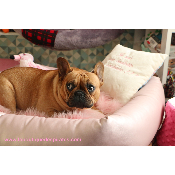 DIVAN BELLA ROSE POUR BOULEDOGUES