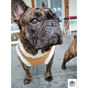 HARNAIS VESTE DECLAN MILK AND PEPPER POUR BOULEDOGUE