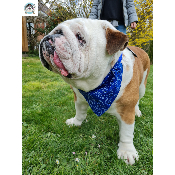 COLLIER BANDANA STAR BLEU BOULEDOGUE