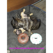 DONUT LATEX POUR BOULEDOGUE