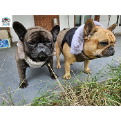 DOUDOUNE HARNAIS INTEGRE SPECIAL BOULEDOGUE FRANCAIS