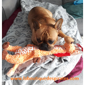 PELCUHE GIRAFE KONG POUR BOULEDOGUE