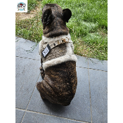 HARNAIS VESTE CLARICE POUR BOULEDOGUE FRANCAIS MILK AND PEPPER