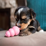 KONG PUPPY POUR CHIOT