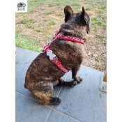 HARNAIS RED DINGO UNION JACK POUR BOULEDOGUE