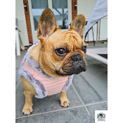 HARNAIS VESTE ZORA MILK AND PEPPER POUR BOULEDOGUE