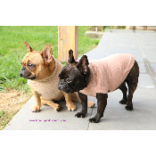 PULL COL CLAUDINE POUR BOULEDOGUE