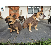 PULL CONNOR MARRON SPECIAL BOULEDOGUE FRANCAIS ET ANGLAIS