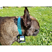 ENSEMBLE STARDUST LAGON POUR BOULEDOGUE