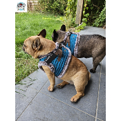 HARNAIS VESTE DAMON POUR BOULEDOGUE FRANCAIS MILK AND PEPPER