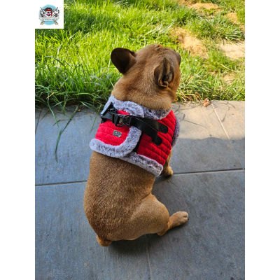 HARNAIS VESTE JULES POUR BOULEDOGUE FRANCAIS MILK AND PEPPER